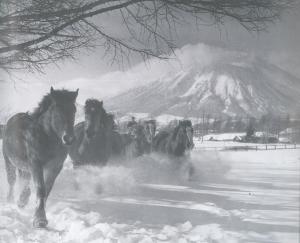 (写真提供 家畜改良センター岩手牧場 様)