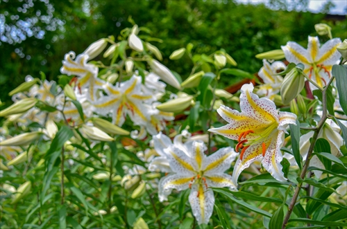 ヤマユリの写真