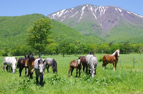 放牧されている馬