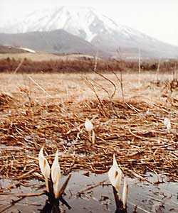 （写真）ミズバショウと岩手山