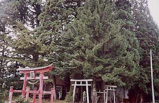 （写真）山神神社全景