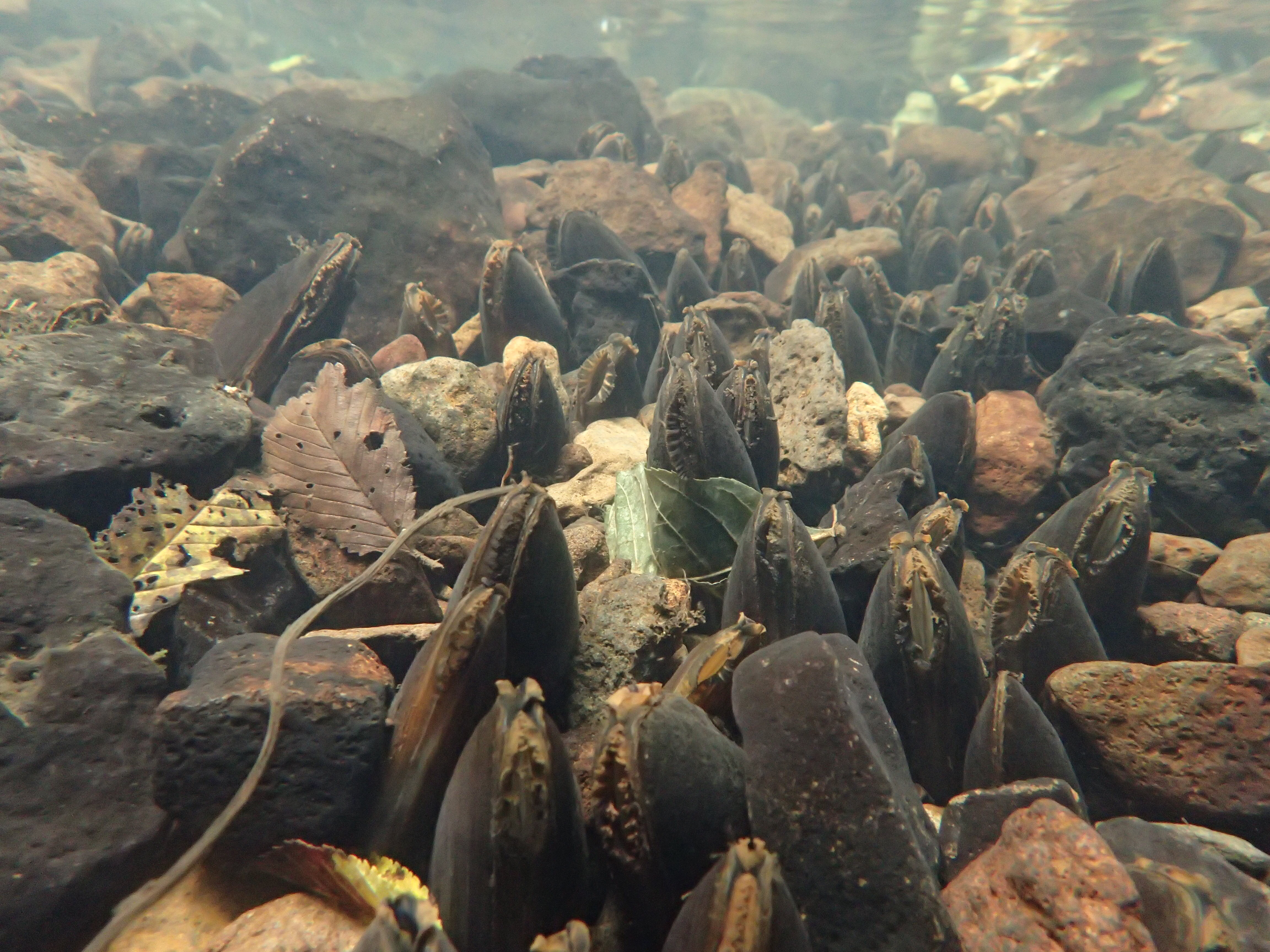 水中に生息しているカワシンジュガイの様子