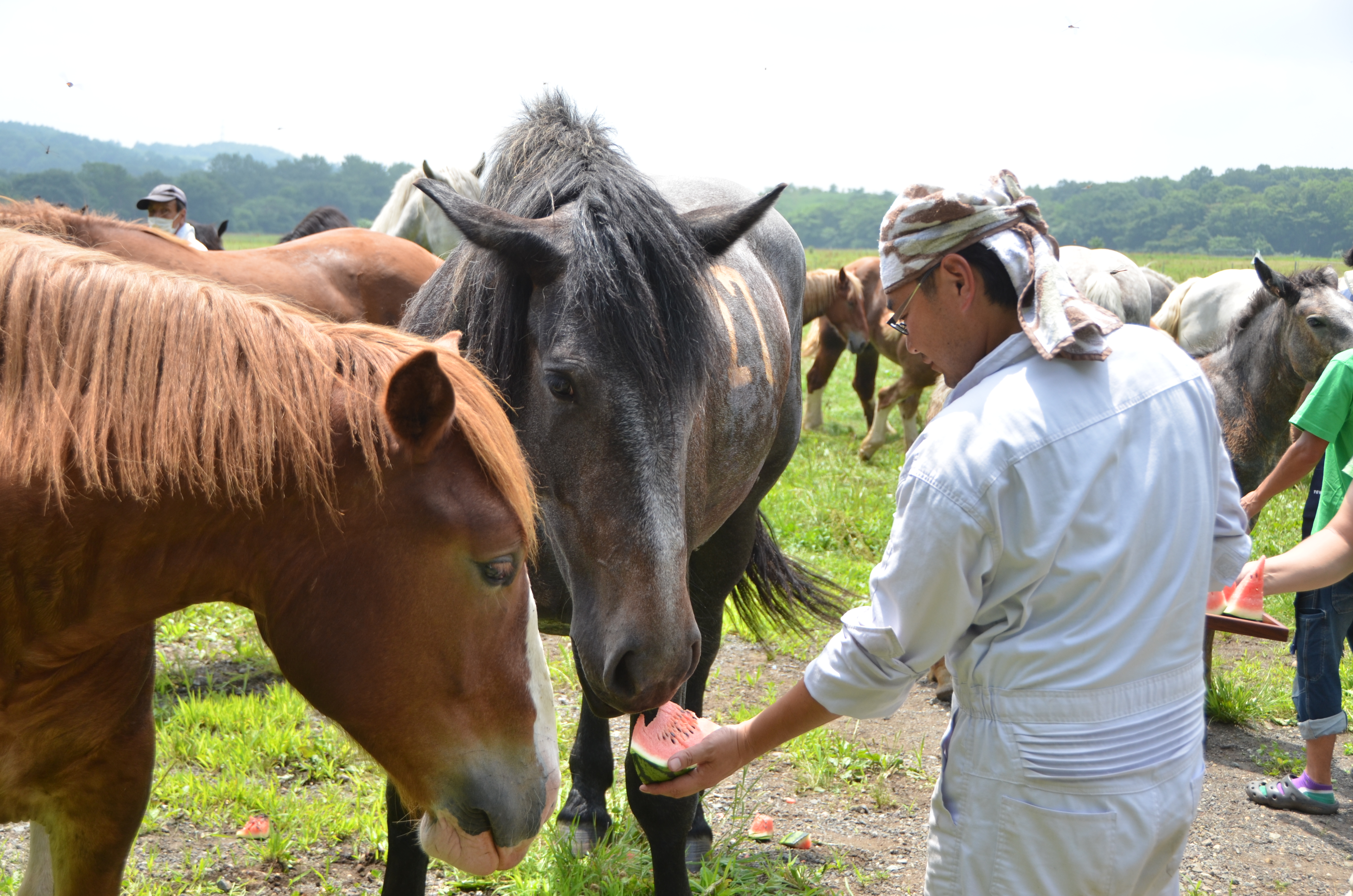 馬ふんを堆肥として栽培したスイカを馬コが試食しています。