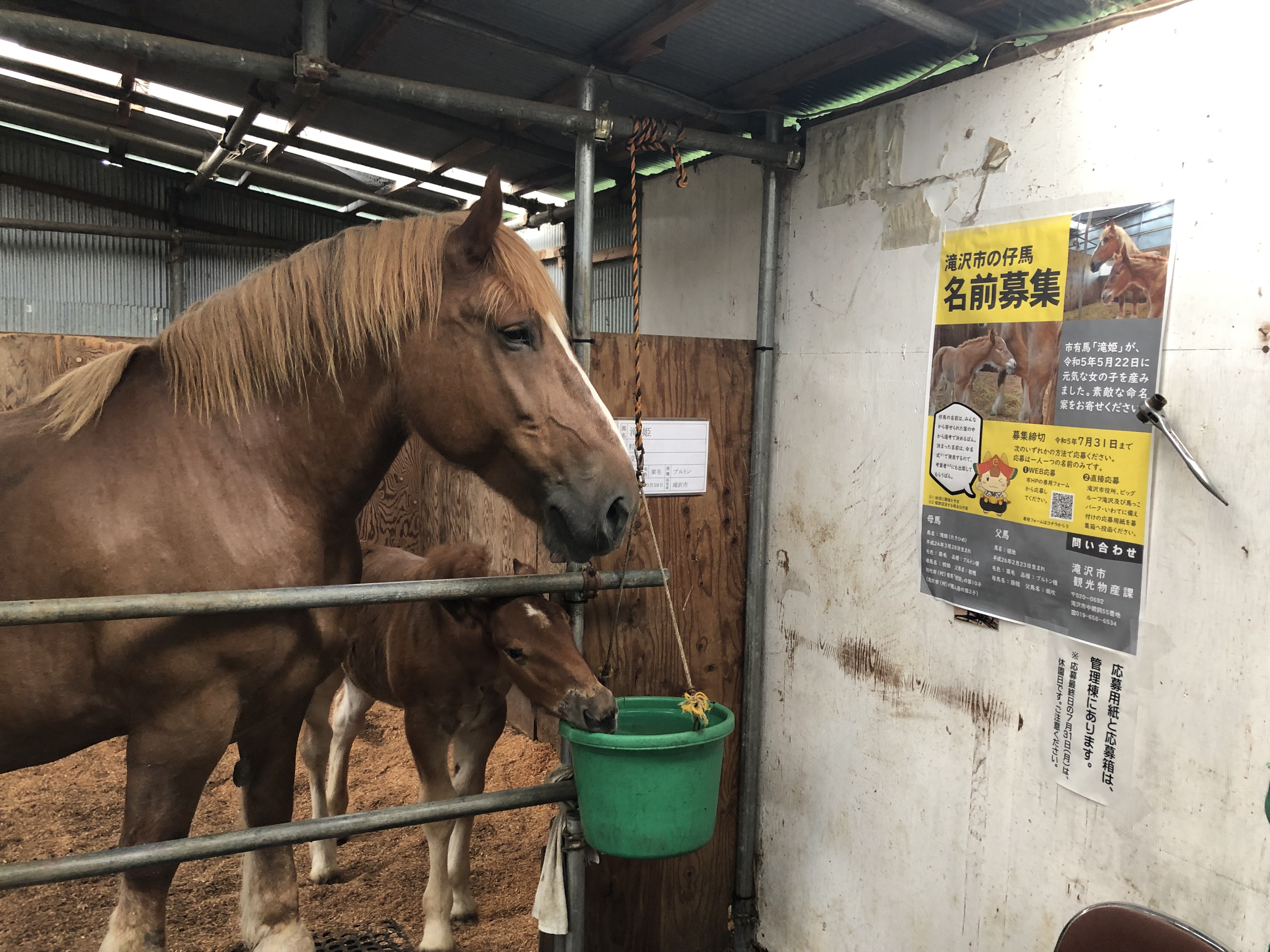 滝沢市で所有されている農用馬の写真