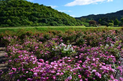 一面に咲くバラ