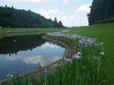 池の周りを覆う様に咲くハナショウブ