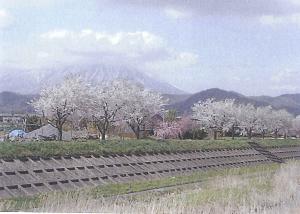 諸葛川沿いの桜並木