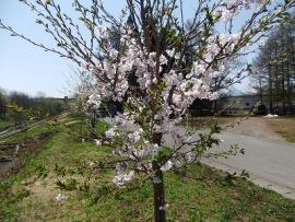 みんなで植樹した桜並木の写真