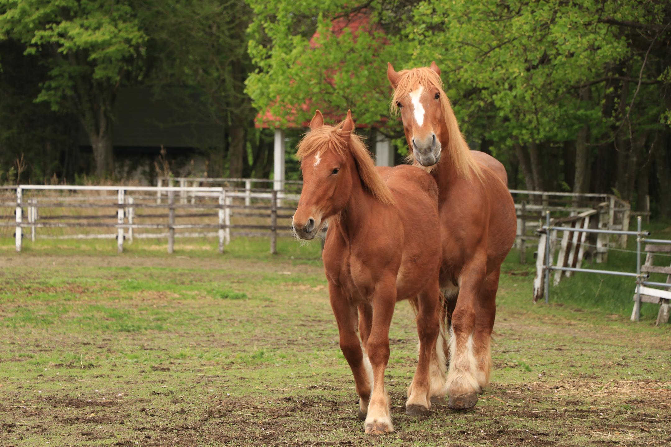 馬っこパーク・いわてで元気に遊ぶ市有馬（手前が鈴音、奥が滝姫）