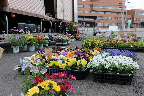 花が植えられたプランターが並んだ写真