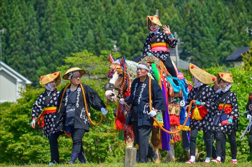 田んぼ沿いを馬が引かれていく様子