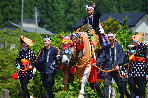 田んぼ沿いを馬が引かれていく様子