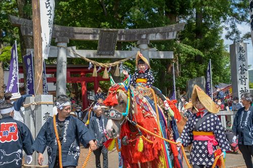 鳥居の前で子供が馬にまたがっている様子