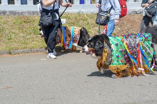 衣装を着た犬が歩いている様子