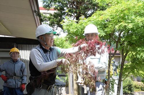 枯れ草を持ち上げている様子