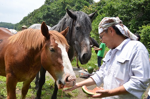 スイカを食べる馬の様子