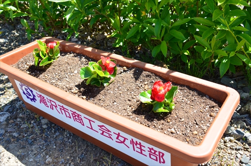 令和3年5月12日に行われた花いっぱい運動の様子5