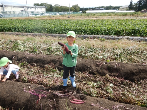 サツマイモを収穫する園児3