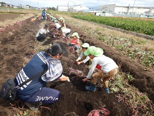 サツマイモを収穫する園児と関係者