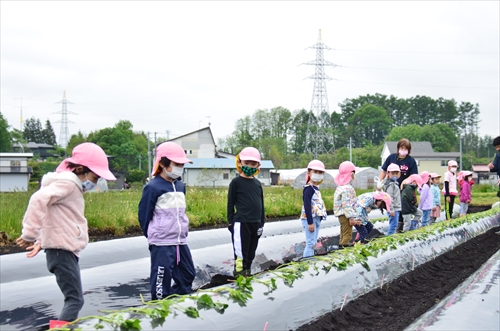 サツマイモの定植体験を行う園児3