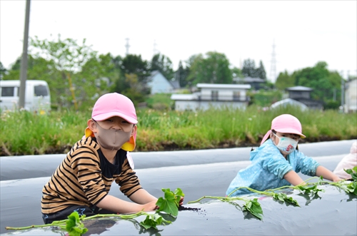 サツマイモの定植体験を行う園児2