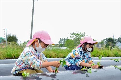 サツマイモの定植体験を行う園児1