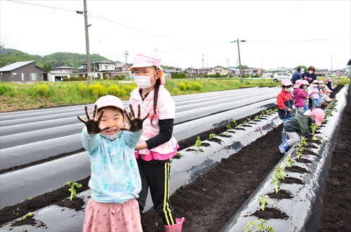 サツマイモの定植体験を行う園児。手が土で真っ黒な男児。