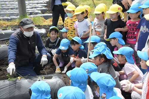 駿河正典さんから植え方を教わっている園児たち2