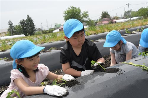 元村保育園の園児たちがサツマイモの定植をする様子2