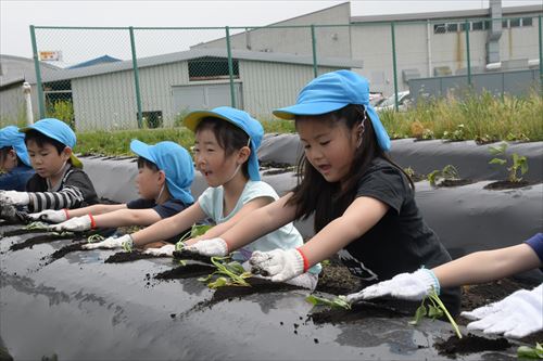 元村保育園の園児たちがサツマイモの定植をする様子1