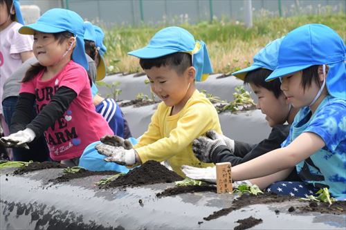 元村保育園の園児たちがサツマイモの定植をする様子3