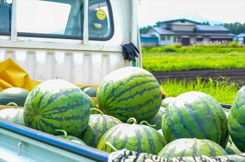 トラクターの荷台に積まれたたくさんのスイカ