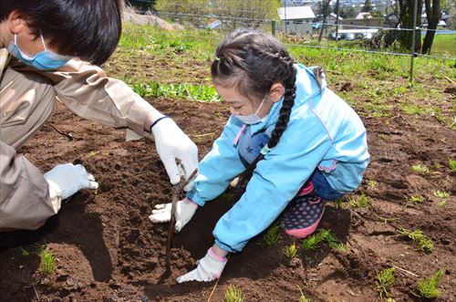 ブドウの苗木を定植する参加者の女子