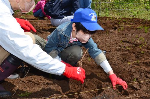 ブドウの苗木を定植する参加者の男子