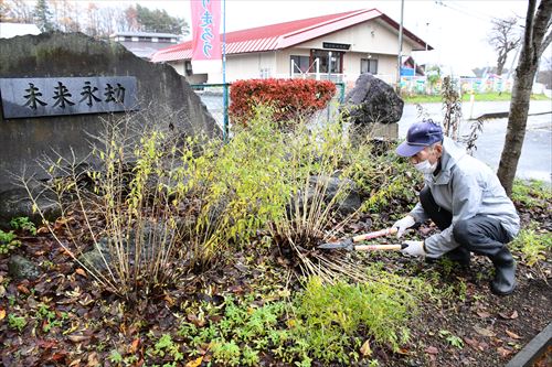 校門脇の花壇に植えているムラサキを刈り取る様子