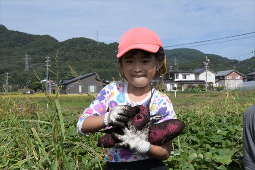 サツマイモ収穫体験会の様子6