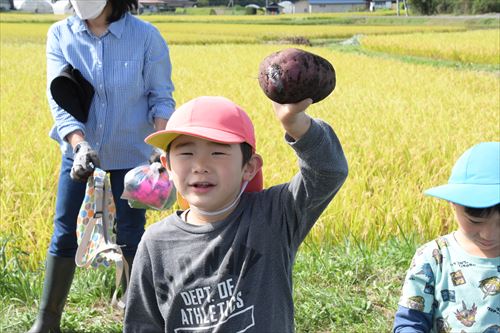 サツマイモ収穫体験会の様子7