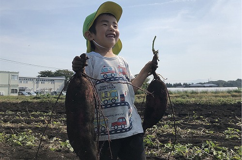 両手にサツマイモをつかんだ園児の写真