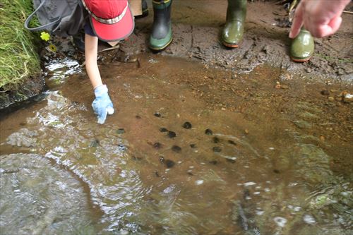 カワシンジュガイ移植の様子1