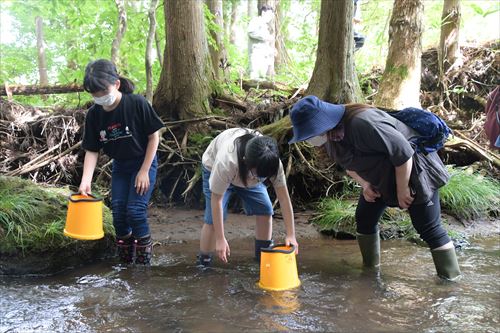 カワシンジュガイ移植の様子3