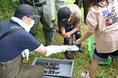 カワシンジュガイ移植の様子4