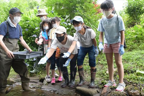 カワシンジュガイ移植の様子5