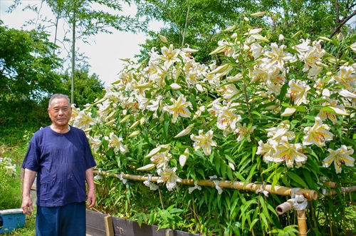 大坪さんとヤマユリの写真