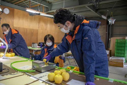 滝沢はるか選果作業の様子