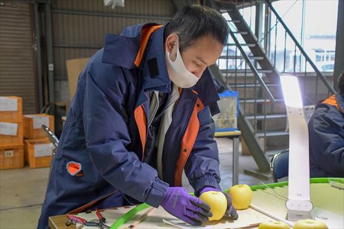 滝沢はるか選果作業の様子