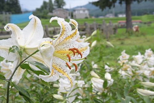 ヤマユリの写真