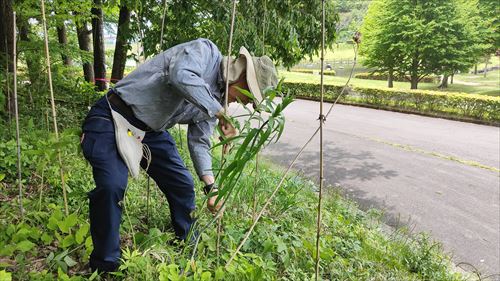 ヤマユリの保全活動に取り組む男性2