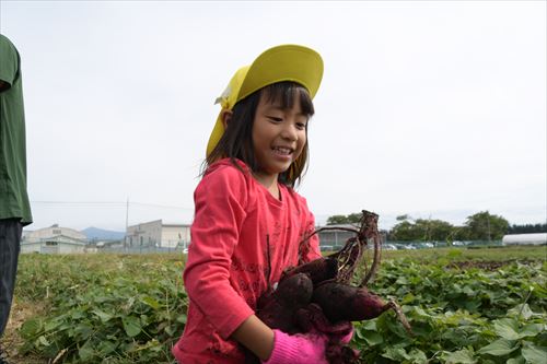 収穫したサツマイモを運ぶ園児1