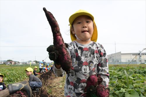 収穫したサツマイモを運ぶ園児2