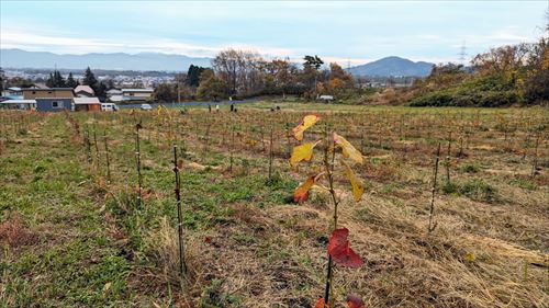 わら巻き作業協力イベントの様子